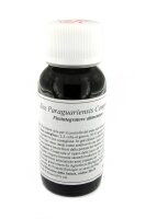 LVS63S Ilex paraguariensis Compositum